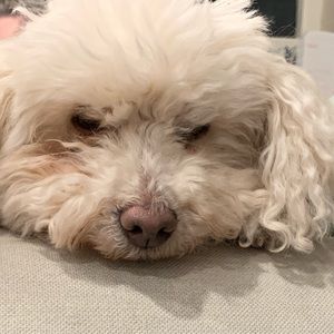 Meet your Posher, Elaine